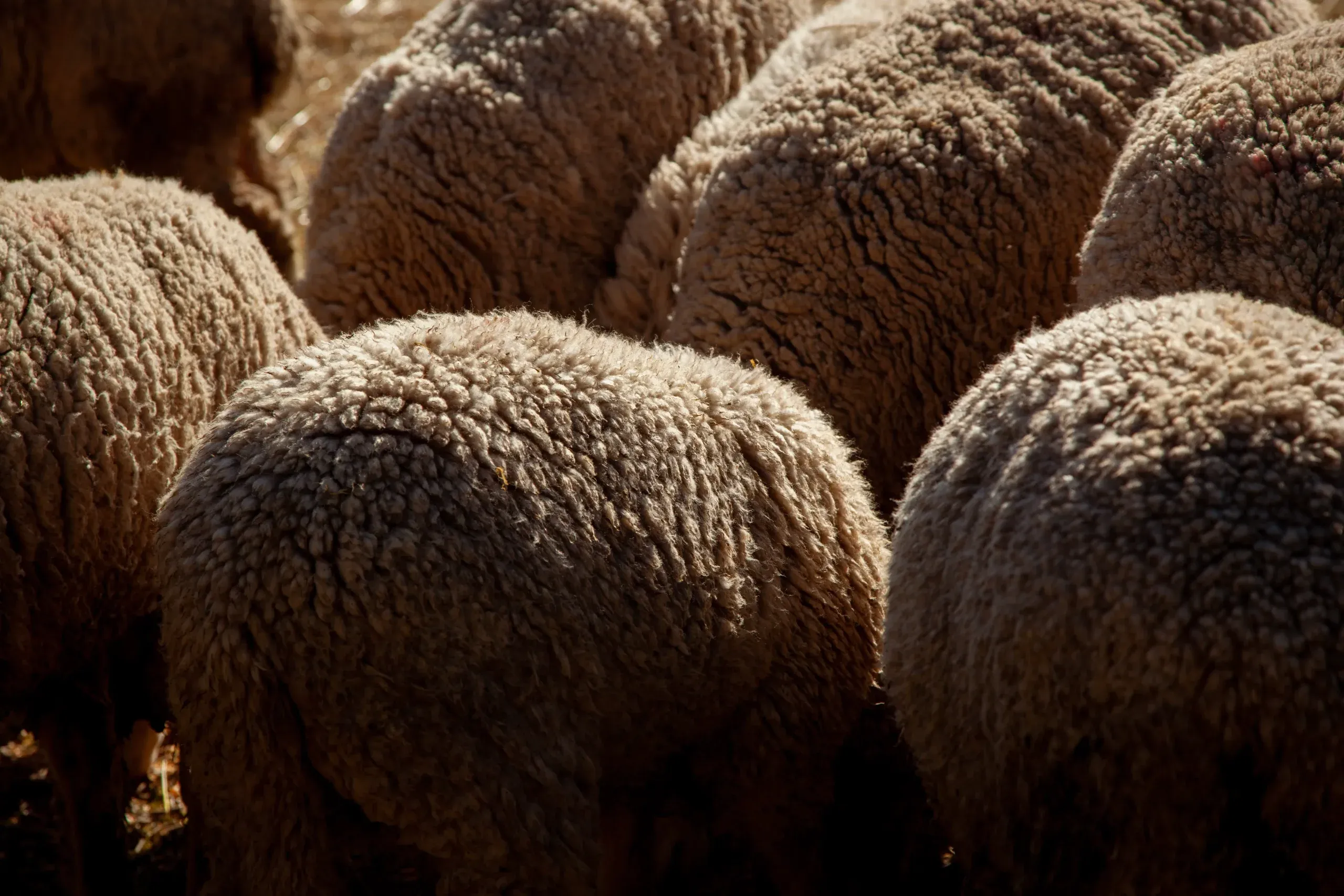 Imagen representativa del proyecto